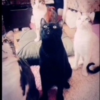 Sarman, Kedi  limon fotoğrafı