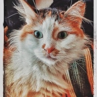 Sarman, Kedi  limon fotoğrafı