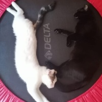 Sarman, Kedi  limon fotoğrafı