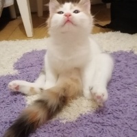 Sarman, Kedi  limon fotoğrafı