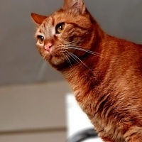 Sarman, Kedi  limon fotoğrafı