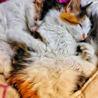 Sarman, Kedi  limon fotoğrafı