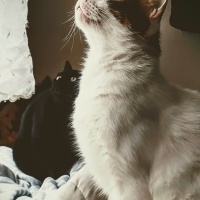 Sarman, Kedi  limon fotoğrafı