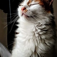 Sarman, Kedi  limon fotoğrafı