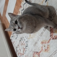 British Shorthair, Kedi  Miyav fotoğrafı