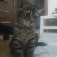 Tekir Kedi, Kedi  Thorolf fotoğrafı