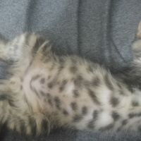 Tekir Kedi, Kedi  Thorolf fotoğrafı