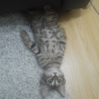 Tekir Kedi, Kedi  Thorolf fotoğrafı