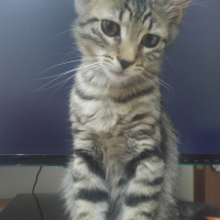 Tekir Kedi, Kedi  Thorolf fotoğrafı