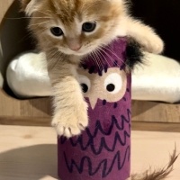 Scottish Fold, Kedi  Mars fotoğrafı