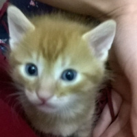 Tekir Kedi, Kedi  Şerafettin, şefika ve rıza fotoğrafı