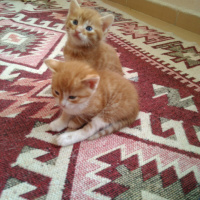 Tekir Kedi, Kedi  Şerafettin, şefika ve rıza fotoğrafı