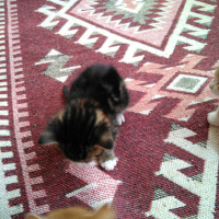 Tekir Kedi, Kedi  Şerafettin, şefika ve rıza fotoğrafı