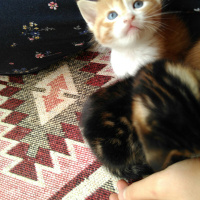 Tekir Kedi, Kedi  Şerafettin, şefika ve rıza fotoğrafı
