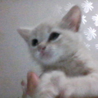 Tekir Kedi, Kedi  maviş fotoğrafı