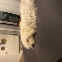 Maltese, Köpek  Mozart fotoğrafı