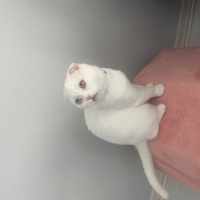 Scottish Fold, Kedi  Mia fotoğrafı