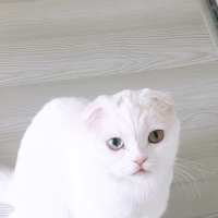 Scottish Fold, Kedi  Mia fotoğrafı