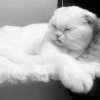 Scottish Fold, Kedi  Mia fotoğrafı