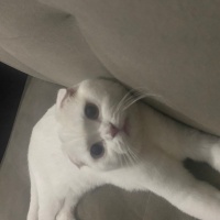 Scottish Fold, Kedi  Mia fotoğrafı