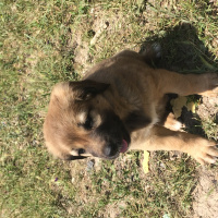 Akbaş, Köpek  Oburlar fotoğrafı