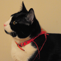 Tuxedo (Smokin) Kedi, Kedi  Zeki fotoğrafı