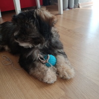 Maltese, Köpek  Tarçın fotoğrafı