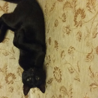 Bombay, Kedi  Kedi Hades fotoğrafı
