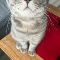 Scottish Fold, Kedi  Turşu fotoğrafı