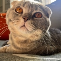 Scottish Fold, Kedi  Turşu fotoğrafı