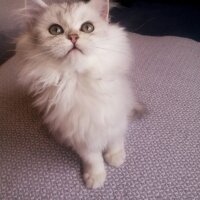 British Longhair, Kedi  Karan fotoğrafı