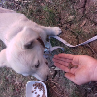 Sokö (Sokak Köpeği), Köpek  Bulut fotoğrafı
