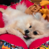 Pomeranyalı, Köpek  Leo fotoğrafı