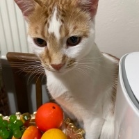Tekir Kedi, Kedi  karamel fotoğrafı