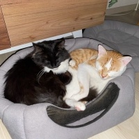Tekir Kedi, Kedi  karamel fotoğrafı