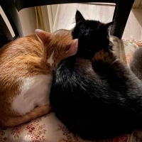 Tekir Kedi, Kedi  karamel fotoğrafı