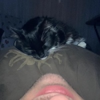 Tekir Kedi, Kedi  bitter fotoğrafı