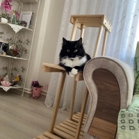 Tekir Kedi, Kedi  bitter fotoğrafı