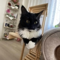 Tekir Kedi, Kedi  bitter fotoğrafı