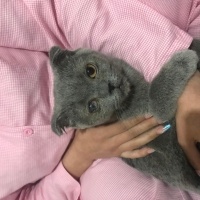 Scottish Fold, Kedi  Duman fotoğrafı