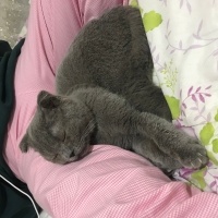 Scottish Fold, Kedi  Duman fotoğrafı