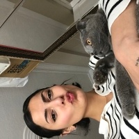 Scottish Fold, Kedi  Duman fotoğrafı