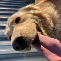 Golden Retriever, Köpek  Balım fotoğrafı