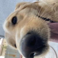 Golden Retriever, Köpek  Balım fotoğrafı