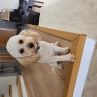 Poodle (Minyatür Kaniş), Köpek  Cookie fotoğrafı