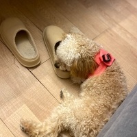Poodle (Minyatür Kaniş), Köpek  Cookie fotoğrafı