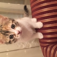 Sarman, Kedi  Minnoş fotoğrafı