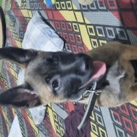 Belçika Malinois, Köpek  Sunny fotoğrafı