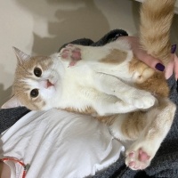 Sarman, Kedi  Tekir fotoğrafı