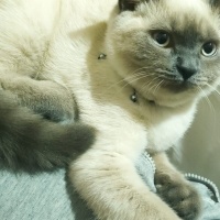British Shorthair, Kedi  LOLA fotoğrafı
